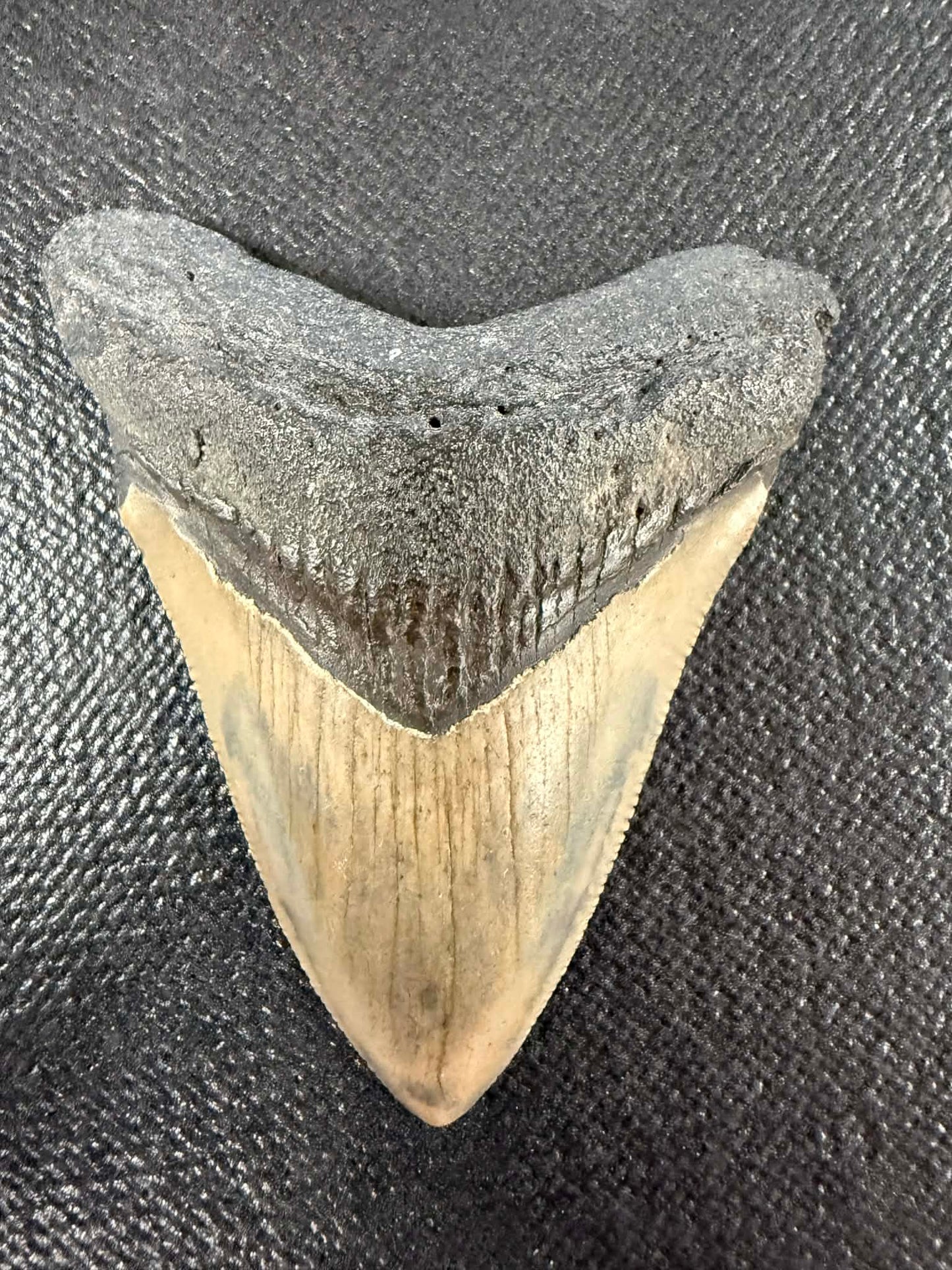 Megladon Tooth 3 inch Long by 2 1/4 Inches Wide