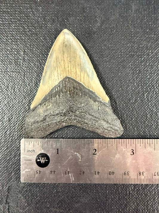 Megladon Tooth 3 inch Long by 2 1/4 Inches Wide