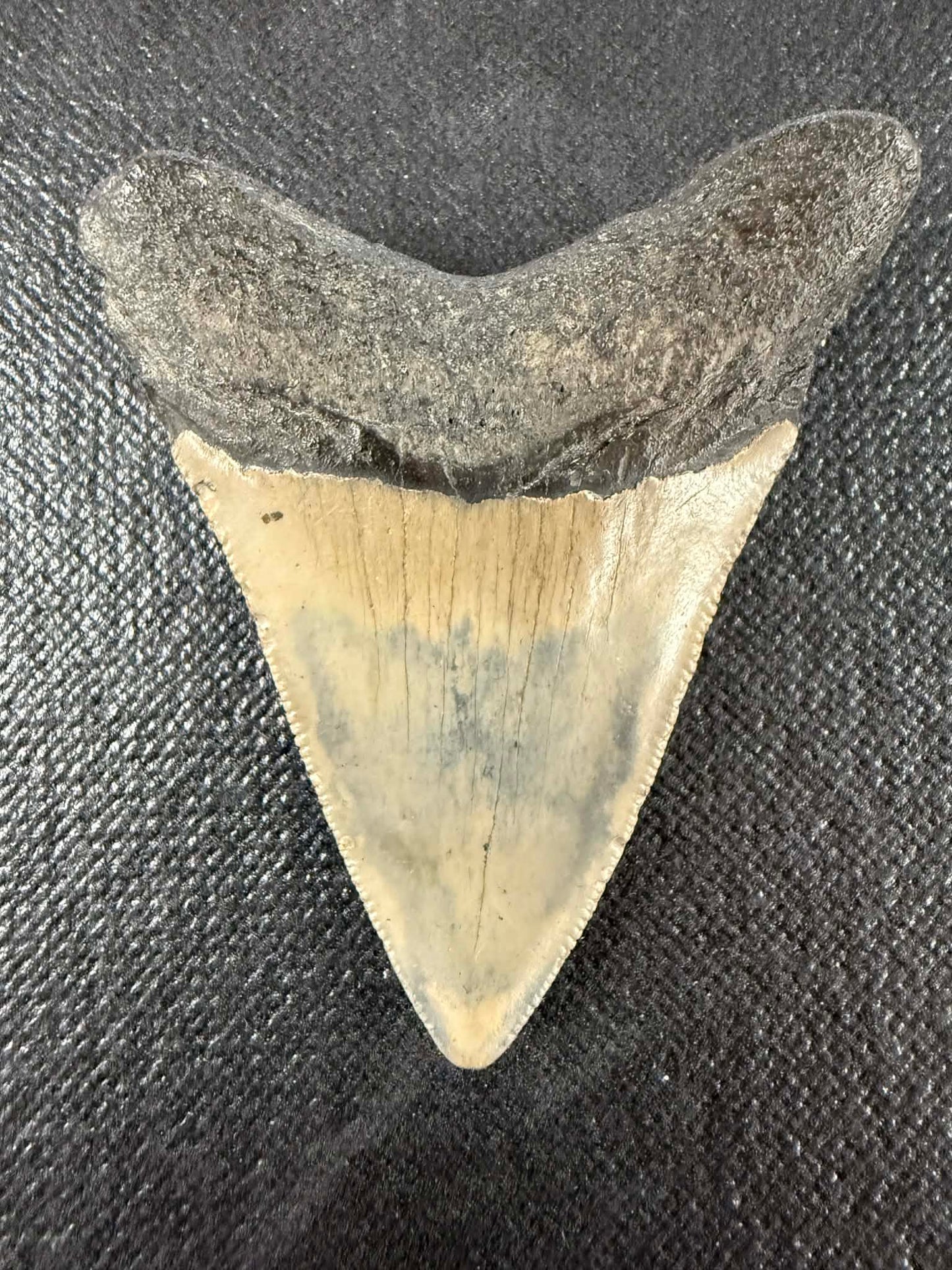 Megladon Tooth 3 inch Long by 2 1/4 Inches Wide