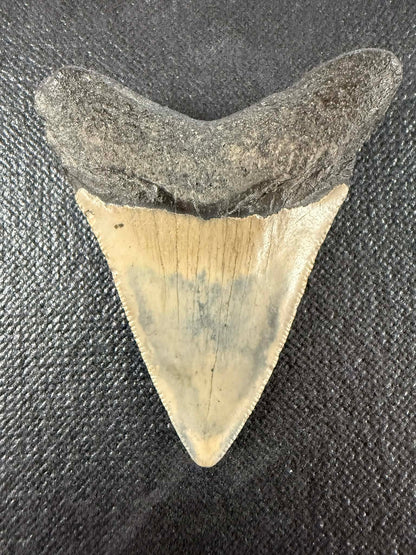 Megladon Tooth 3 inch Long by 2 1/4 Inches Wide