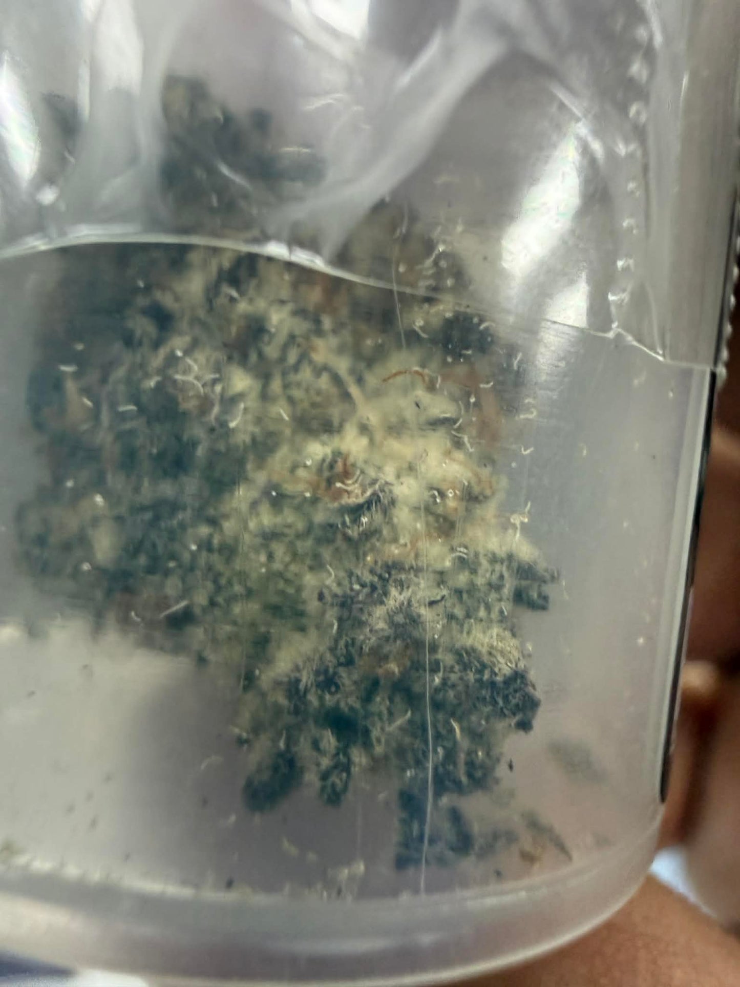 Cobra 1gr THCA Flower, StashBoxx Sativa
