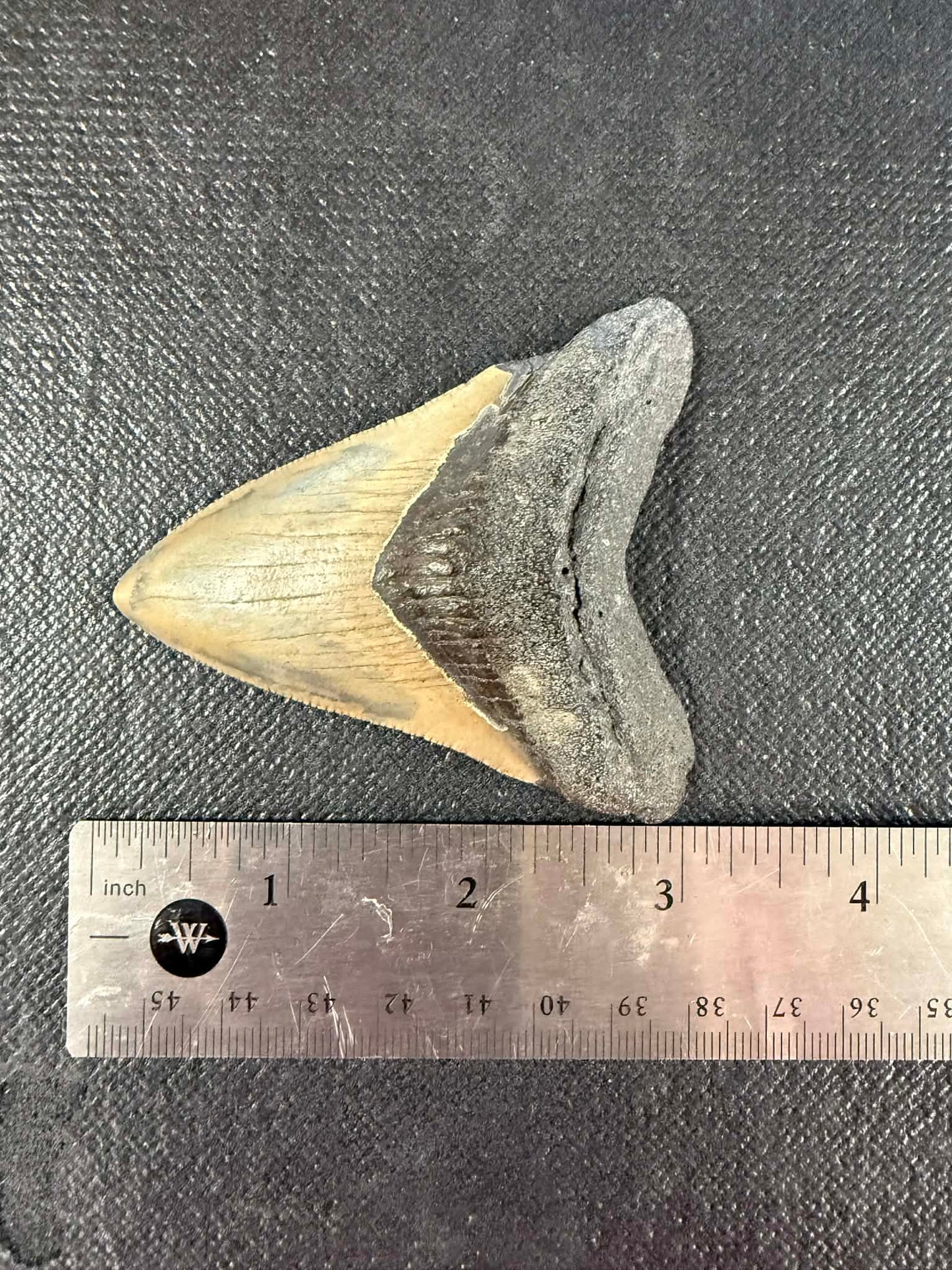 Megladon Tooth 3 inch Long by 2 1/4 Inches Wide
