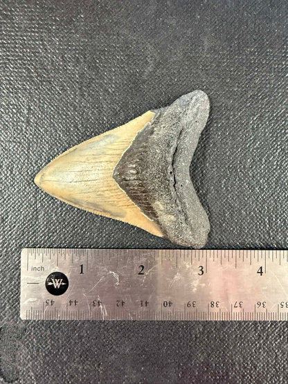 Megladon Tooth 3 inch Long by 2 1/4 Inches Wide