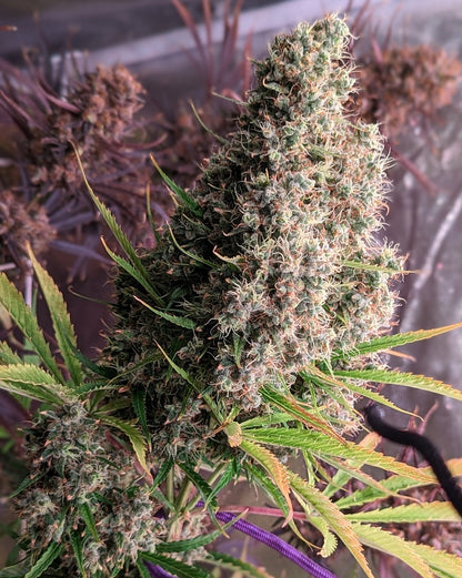 Blanco Chapo Extrax Flower Packs