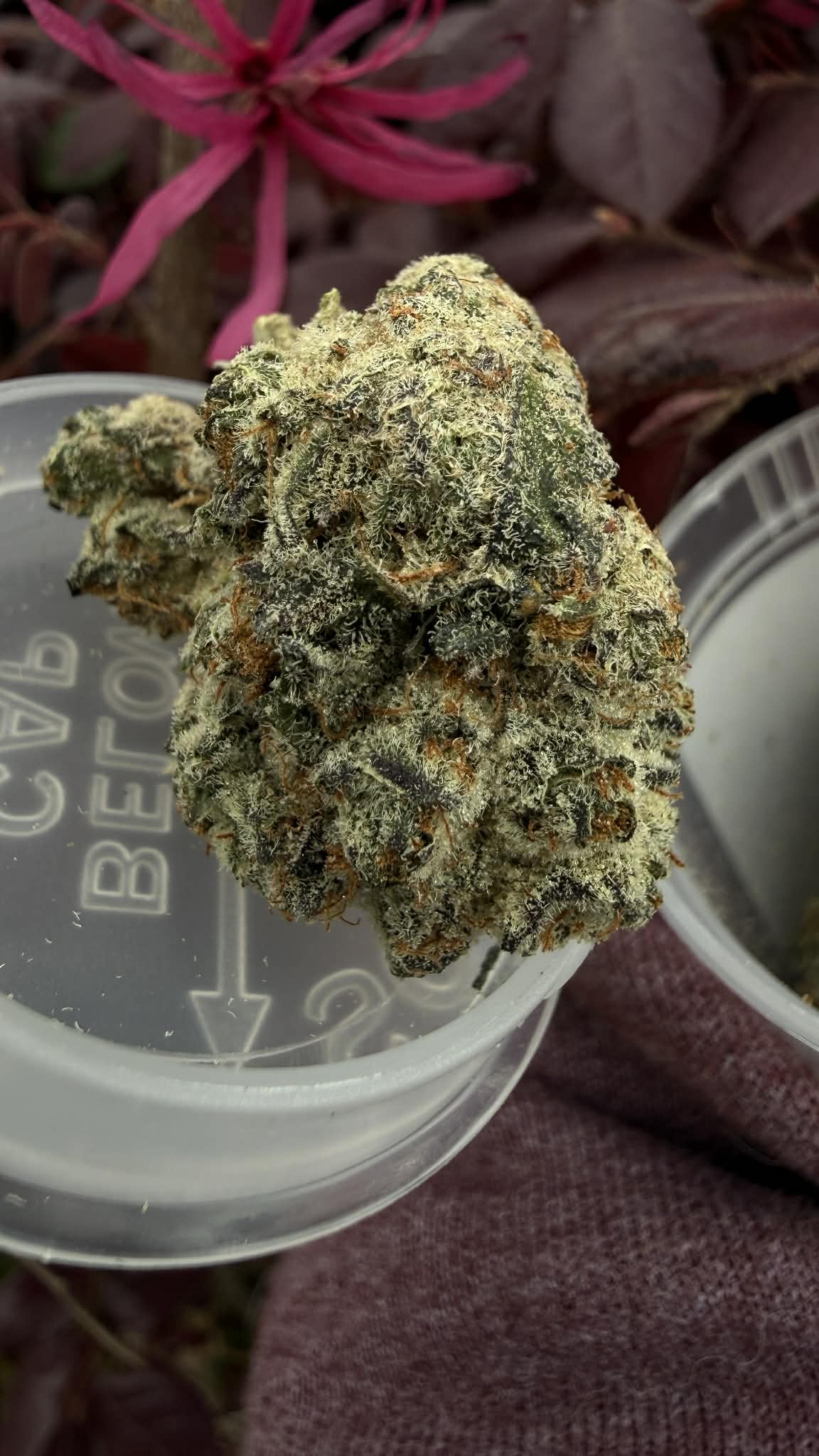 Cobra Flower 3.5gr THcA