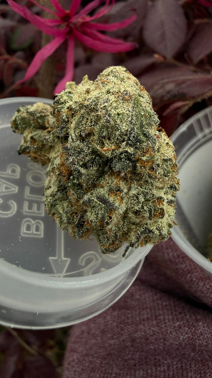Cobra Flower 3.5gr THcA